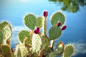 It can reach up to 20 ft high at maturity with many arms and can grow up to 3 ft per year. Free Image On Pixabay Cactus Cactus Apples Prickly Pear Edible Wild Plants Cactus Flower Cactus