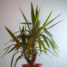 Image result for Yucca gigantea