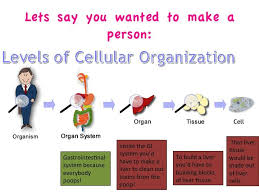 Levels Of Cellular Organization Biology For Kids Science Activities Gastrointestinal System