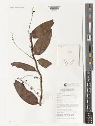 Image result for Diaphananthe