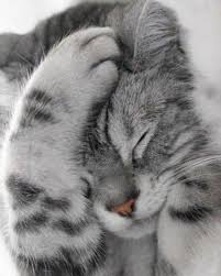Cat Instacat Instacats Meow Instacat Meows Kitty Kittycat Catofinstagram Cutecat Instapet Catoftheday Kittens Cutest Cute Cats Cute Little Animals
