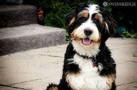 They don't shed, but they still need regular grooming. Bernedoodle Dog Breed Health Grooming Feeding Puppies And Temperament Petguide