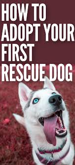 Guide To Rescue Puppies You Should Know Before Adopting A Dog Rescue Puppies Rescue Dogs Dog Adoption