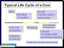 Epa Ag 101 Dairy Production Lifecycle Production Phases