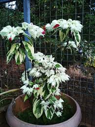 Image result for Ecbolium hastatum