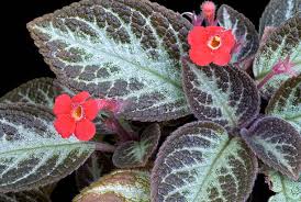 Image result for Episcia reptans