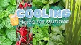 Tea Thyme: Herbs for Summer Wellness