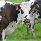 Milk Matters: Boosting Quality, Records, and event image