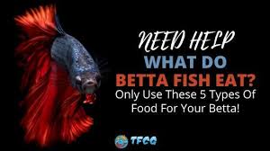 What Do Betta Fish Eat Types What When To Feed 2020 In 2020 Betta Food Betta Fish Care Betta Fish