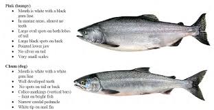 Recreational Fishing in the Olympic Coast National Marine Sanctuary