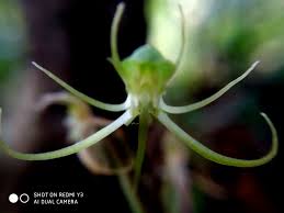 Image result for Habenaria cornuta
