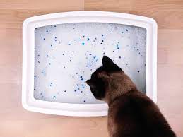Kitten Constipation Causes Symptoms And Treatment