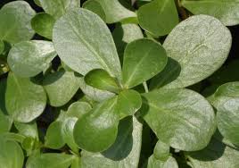 It is popular throughout asia, africa, and europe and has been in use since ancient times for its rich medicinal properties. Purslane Nutrition Facts And Health Benefits