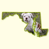 Find belgian malinois dogs and puppies from maryland breeders. Puppies For Sale In Maryland