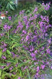 Image result for Hardenbergia
