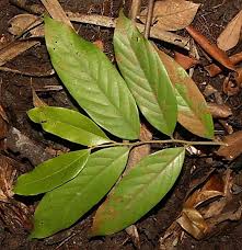 Image result for Cryptocarya liebertiana