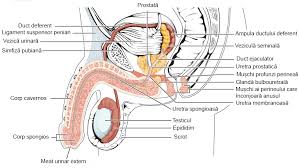Moraru rodica1generalitatiexista doua mari tulburari primare care afecteaza organele reproducatoare externe masculine. Glandele Anexe Èi Organele Genitale Externe Manual De Anatomie