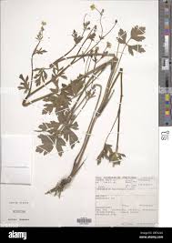 Image result for Ranunculus multifidus