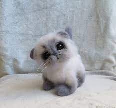 kupit vojlochnyj kotenok kot koshka kotenok belyj kotik kisa cats cat fondos animales animales peluches
