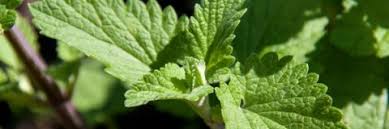 The burning herbs emit an earthy herbal aroma. 5 Plants To Keep Away Mosquitoes Around The Fire Pit Hpc Fire Inspired