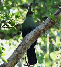 Image result for Uapaca sansibarica