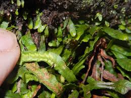 Image result for Grammitis