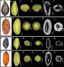 Image result for Eccoptocarpha