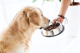5 Best Budget Friendly Dog Foods Affordable Nutrition For Your Canine