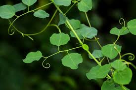 Image result for Helinus