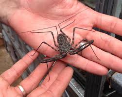 Tailless whipscorpions can be found in tropical and. Get Up Close And Personal With Creepy Crawlies This Summer The Stratford Observer
