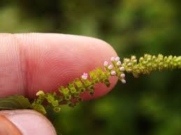 Image result for Basilicum polystachyon