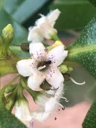 Image result for Myoporum laetum