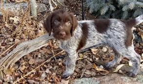 Find wirehaired pointing griffon puppies and breeders in your area and helpful wirehaired pointing griffon information. Wirehaired Pointing Griffon Puppies Pups For Sale At Grandview Griffons