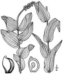 Image result for Potamogeton richardii