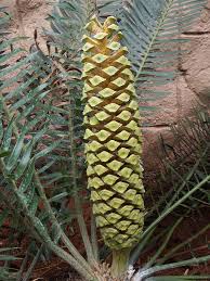 Image result for Encephalartos ngoyanus