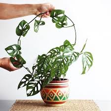 Monstera Obliqua Plants House Plants Pretty Plants