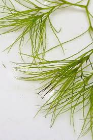 Image result for Najadaceae