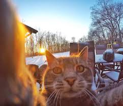 Fotojenik Kediden Mukemmel Oz Cekimler Farklifarkli Cat Selfie Taking Cat Cats