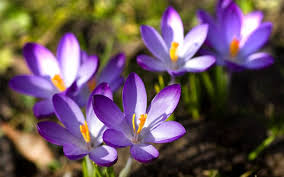 Plants with winter interest are noted for their ability to brighten or add flare to a landscape during the coldest months in new england. The Best Plants For Winter Garden Colour David Domoney