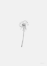Flowers Dandelion Dandelion Drawing Line Art Design Dandelion