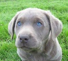 Can chocolate labradors have blue eyes? Silver Labrador Puppy With Blue Eyes Absolutely Beautiful Silver Labrador Puppies Cute Animal Pictures Cute Little Animals