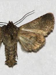 Image result for Hadena perplexa