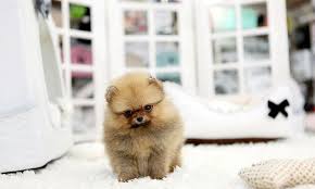 The reason why this kind of dog called you are able to look for a teacup pomeranian puppies for adoption in the internet and the search engine will give you several pages which offer a. Teacup Pomeranian For Sale Best Prices From Top Breeders
