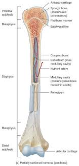 A long bone consists of a central portion or shaft and two ends called epiphyses (see diagram 6.12). Diagram Diagram Of A Bone Full Version Hd Quality A Bone Hwiringyourworld Varosrl It