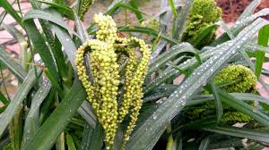 Image result for Eleusine africana