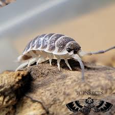Porcellio Hoffmanseggii. - Titan Isopod - TC INSECTS
