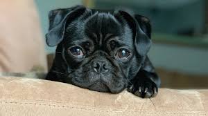 Having an inferior or inauthentic quality : We May Have Helped Give Our Canine Pals Puppy Dog Eyes Science Aaas