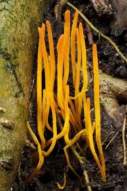 Maybe less common, considering there are over 50 species of flying fish but only two types of yellow fungi that affect trees in western north. Orange Yellow Coral Fungi Fungi Stuffed Mushrooms Plant Fungus
