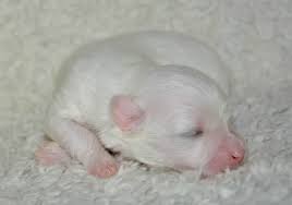 Newborn puppies should not be kept outside, if at all possible. How To Care For New Born Puppies