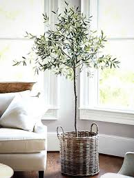 Olive Trees For Sale Buy Olive Trees Online The Tree Center